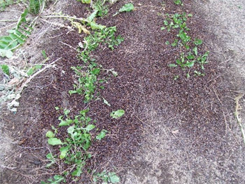 ルッコラの成長