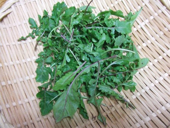 ルッコラの贈り物