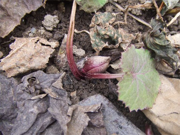 待ち遠しい大人の食材