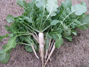 ビタミンＣたっぷり