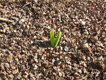 芽を出しました