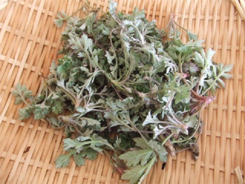 キク科の多年草