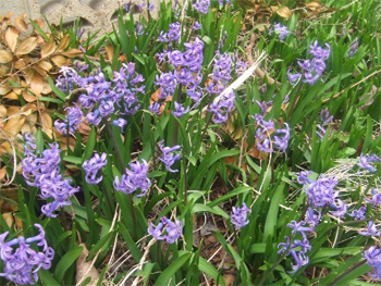 ヒヤシンスも水仙も