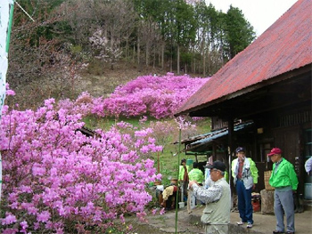 つつじの色合い