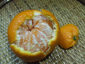 品種名は「せとみ」