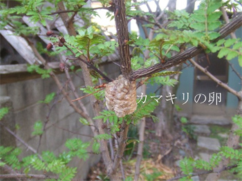 カマキリの卵