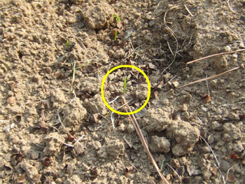 ベビーオニオン