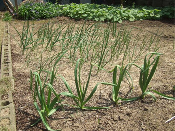 ニンニクの芽