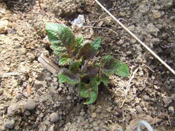 アンデスレッドの萌芽