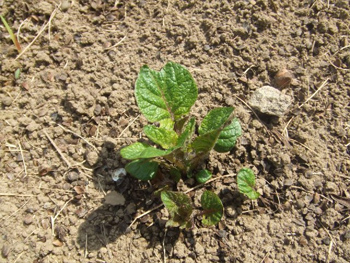 ノーザンルビーの萌芽