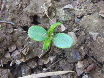 山椒の萌芽か？