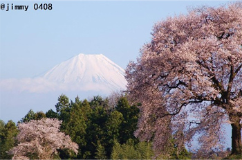 エドヒガンザクラ