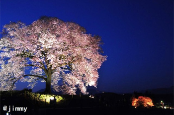 エドヒガンザクラ