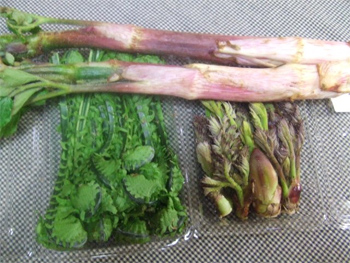 ウド・コゴミ・タラの芽