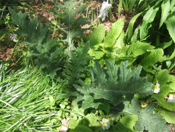 アメリカオニアザミ