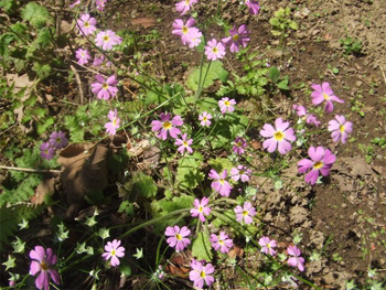 庭隅に咲かせます