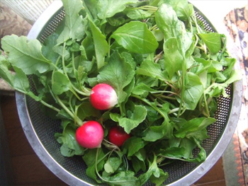 ルッコラ・ラデシュ