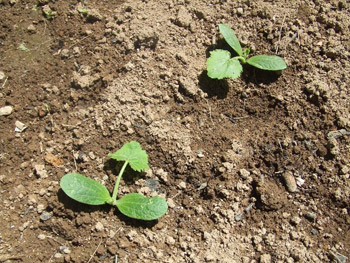 カボチャの仲間