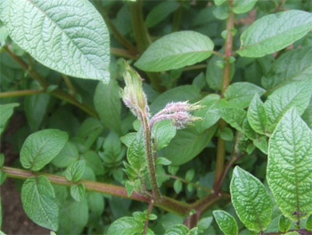 アンデスレッドの蕾