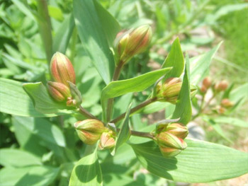 アストロメルアの蕾