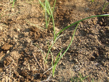 ベビーオニオン