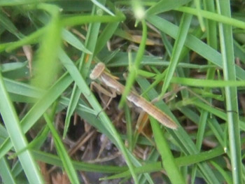 カマキリの幼生