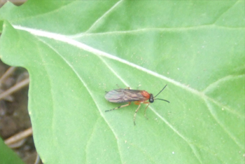 カブラハバチの親