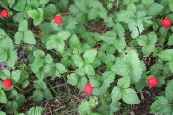 ヤブヘビイチゴ