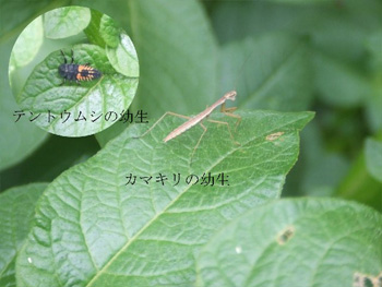 カマキリ