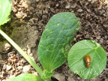 ウリハムシ