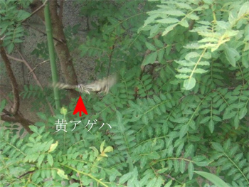 黄アゲハ