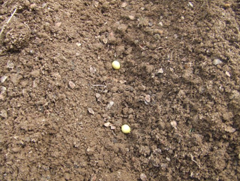 津久井在来大豆