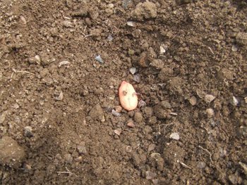 落花生を１０粒