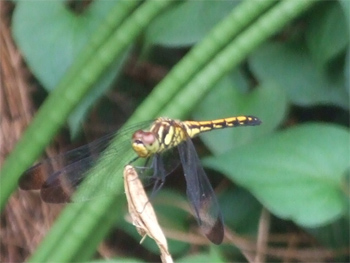 ムギワラトンボ