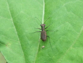 カミキリムシ？