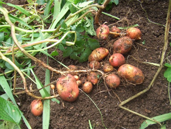 インカのひとみ