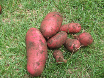 ノーザンルビー