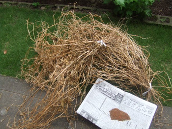 ルッコラから種