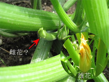 ズキーニの花