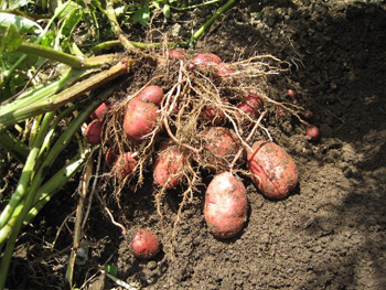 アンデスレッド・チェルシー