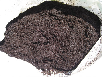 コーヒーの残滓