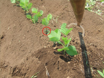 ２週間目の大豆