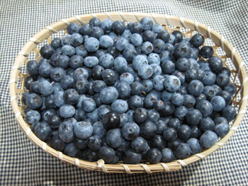ブルーベリー