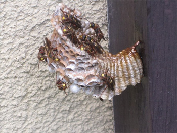 セグロアシナガハチ