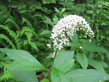 クイーポの尾のよう