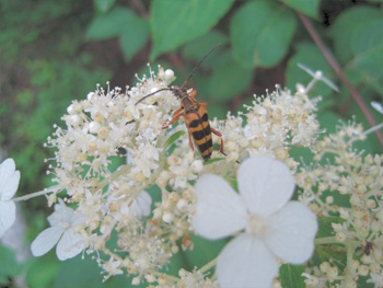 ヨツスジハナカミキリ