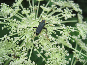 ツヤケシハナカミキリ