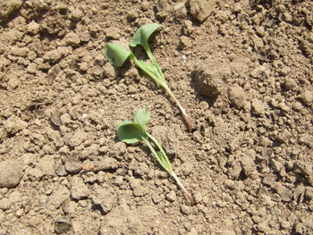 台地はカラカラ