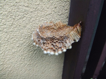 蜂の巣