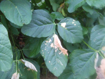 往年の名画「太陽がいっぱい」